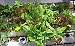 Heirloom lettuce 2.5 months after planting.